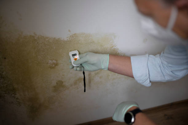 Best Mold Testing and Removal  in Townsend, MT