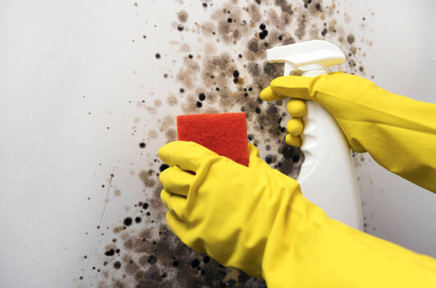 Mold Testing and Removal in Townsend, MT