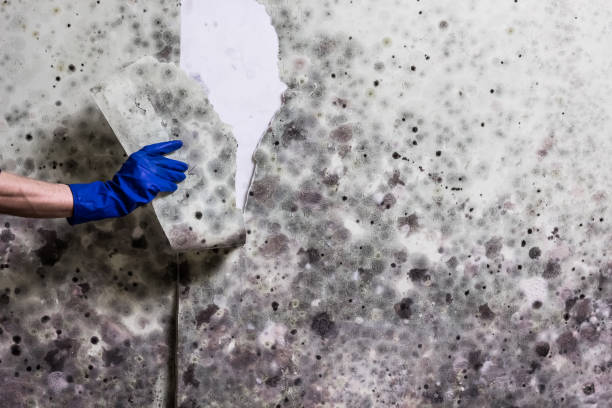 Best Residential Mold Removal  in Townsend, MT