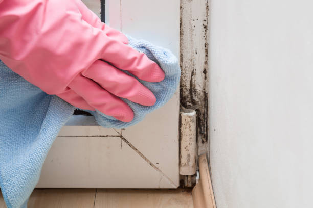 Best Local Mold Removal Service  in Townsend, MT