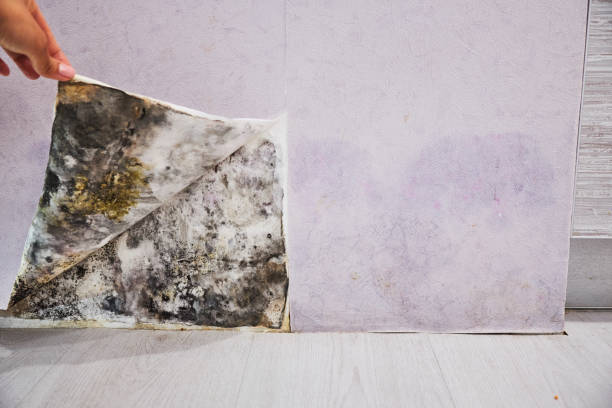 Townsend, MT Mold Removal Company